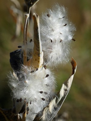 In Stoneman Meadow, Yosemite Valley, California