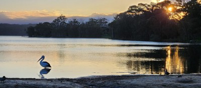 Sunset over Wallaga Lake with a pelican