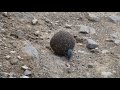 A little dung beetle .. very cute