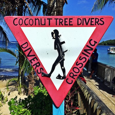 Coconut Tree Divers