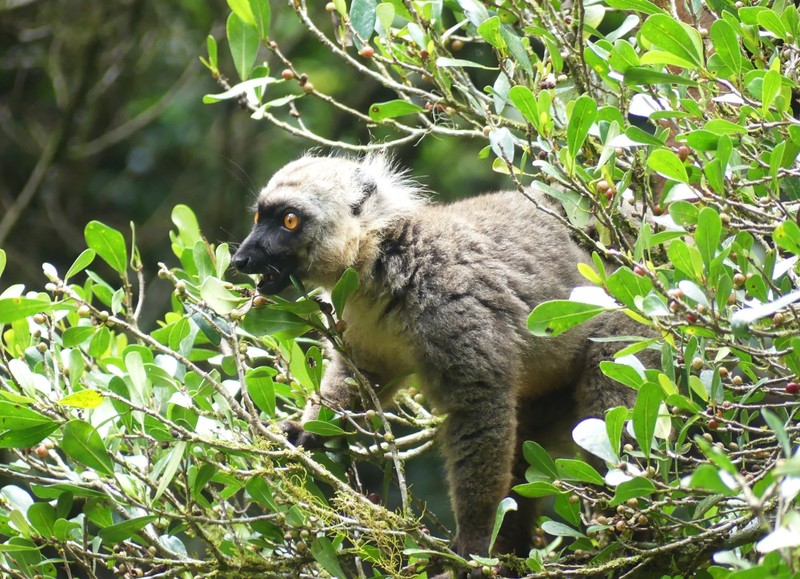 Sanford's lemur, Montaigne d'Ambre NP, Madagascar