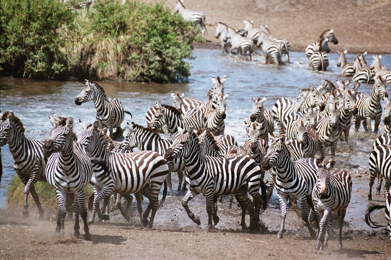 Zebras in the Serengeti