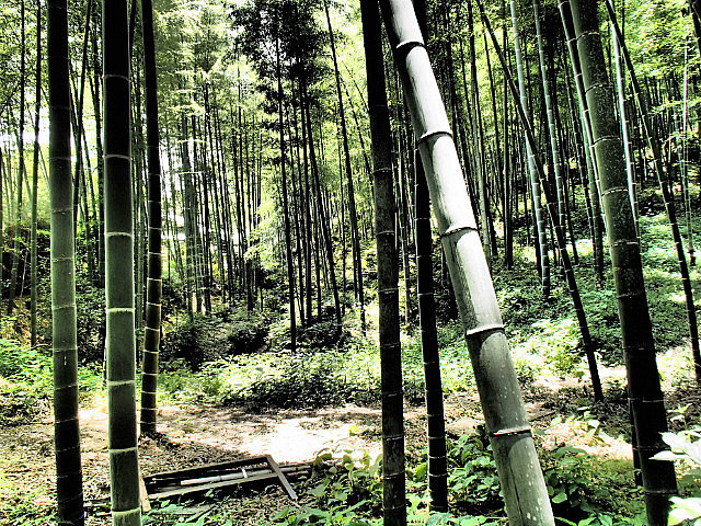 Arashiyama Bamboo Grove - Photo 1