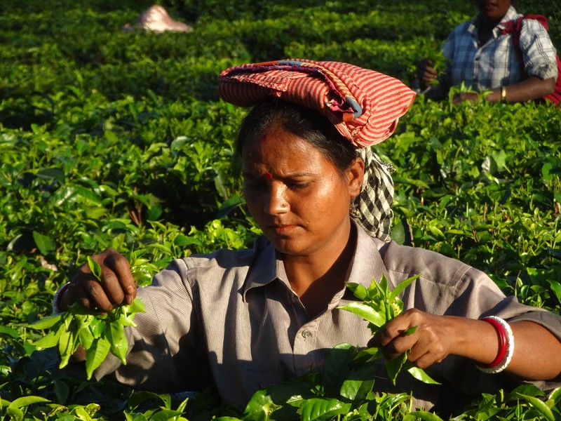 Cueillette du thé en Assam