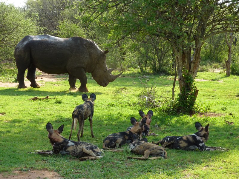 African Wild Dogs meet White Rhino