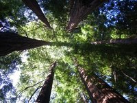 Redwood circle