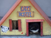 Cats Hostel, Riga