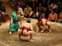 Sumo wrestling